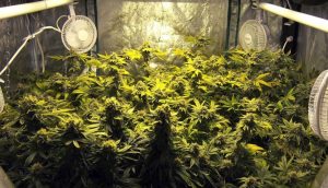 Top Shelf Weed in a Grow Tent