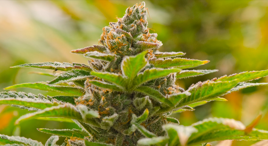 Common Plant Training Mistakes to Avoid