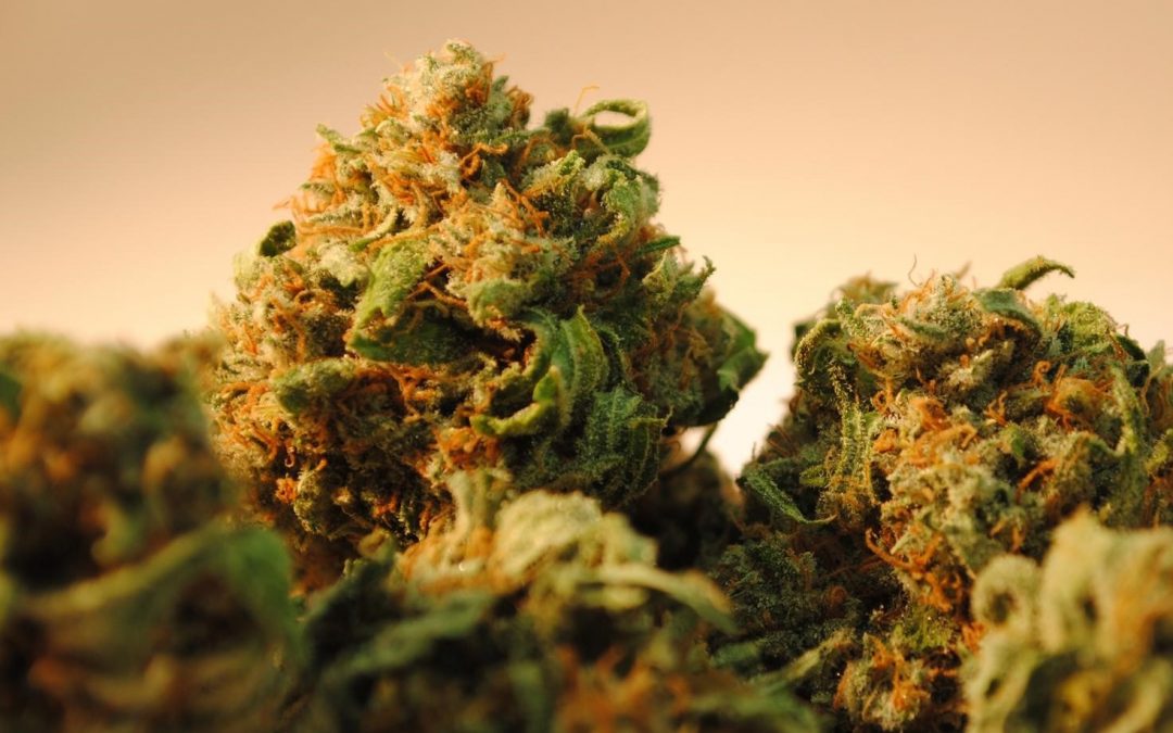 Preserving Aroma in Cannabis Strains