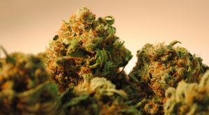 Preserving Aroma in Cannabis