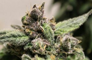 Preserving Aroma in Cannabis