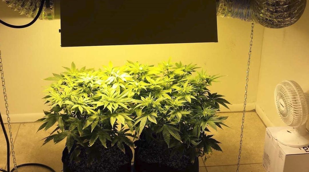 5 Tips for Growing Cannabis at Home
