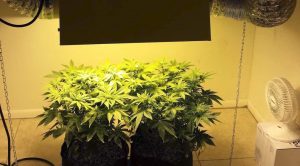 Growing Cannabis at Home