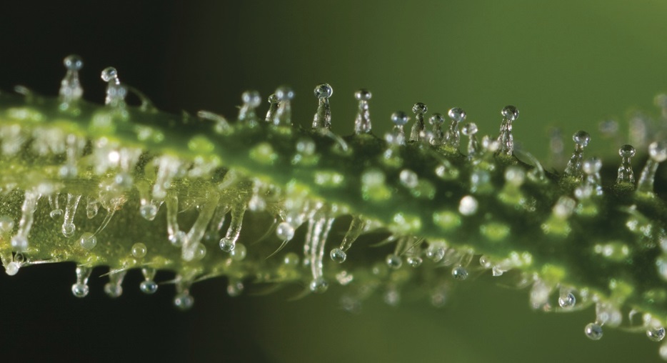 Stages of Trichome Development