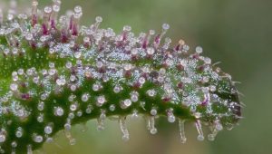 Stages of Trichome Development