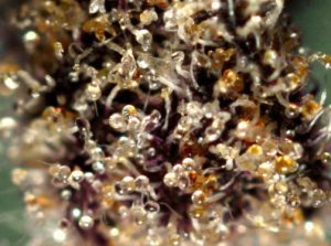 Stages of Trichome Development