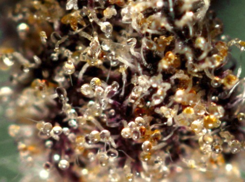 Stages of Trichome Development