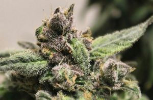 Stages of Trichome Development