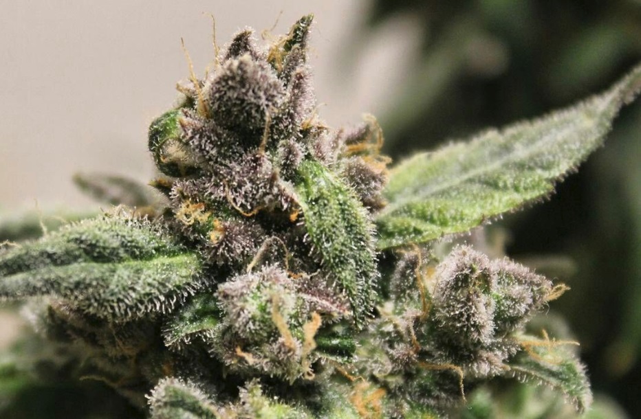 The Different Stages of Trichome Development