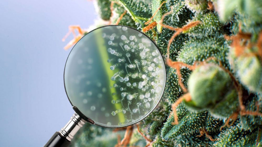 How to Feed Your Trichomes