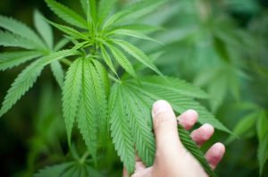 Cannabis growers shopping list
