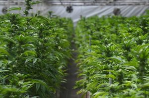 Cannabis growers shopping list