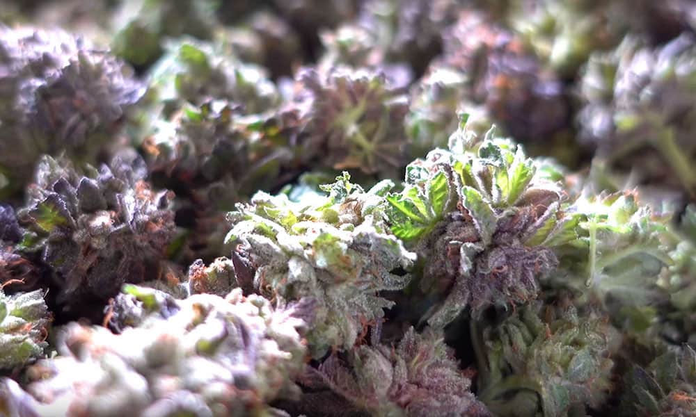 A Growers Choice: Wet vs Dry Trimming